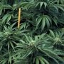 Mastodon Kush Regular Marijuana Strain by Emerald Triangle For Sale Online at Cannabis Seeds Outlet