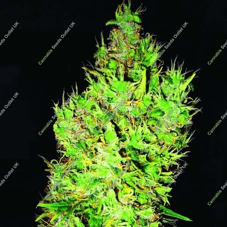 OG Critical Regular Marijuana Strain by Emerald Triangle For Sale Online at Cannabis Seeds Outlet