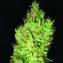 OG Critical Regular Marijuana Strain by Emerald Triangle For Sale Online at Cannabis Seeds Outlet