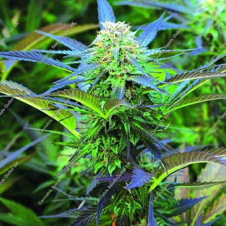 Royal Purple Kush Auto Regular Marijuana Strain by Emerald Triangle For Sale Online at Cannabis Seeds Outlet