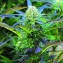 Royal Purple Kush Auto Regular Marijuana Strain by Emerald Triangle For Sale Online at Cannabis Seeds Outlet