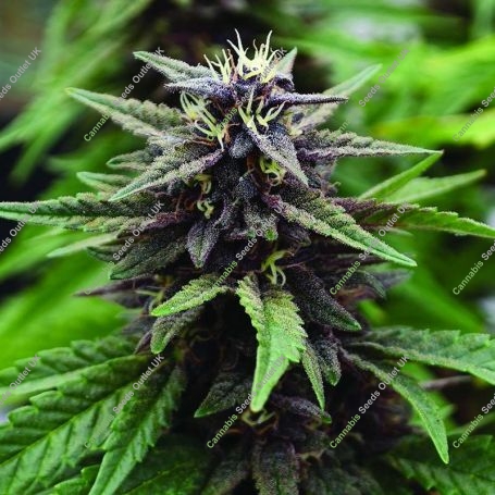 Royal Purple Kush CBD Regular Marijuana Strain by Emerald Triangle For Sale Online at Cannabis Seeds Outlet