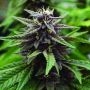 Royal Purple Kush CBD Regular Marijuana Strain by Emerald Triangle For Sale Online at Cannabis Seeds Outlet