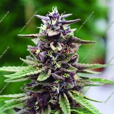Royal Purple Kush Regular Marijuana Strain by Emerald Triangle For Sale Online at Cannabis Seeds Outlet