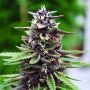 Royal Purple Kush Regular Marijuana Strain by Emerald Triangle For Sale Online at Cannabis Seeds Outlet