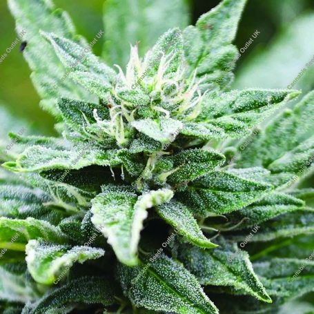 SFV OG Kush x RPK Feminized Marijuana Strain by Emerald Triangle For Sale Online at Cannabis Seeds Outlet