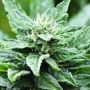 SFV OG Kush x RPK Feminized Marijuana Strain by Emerald Triangle For Sale Online at Cannabis Seeds Outlet