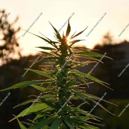 Sherbet Dip Feminized Marijuana Strain by Emerald Triangle For Sale Online at Cannabis Seeds Outlet