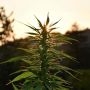 Sherbet Dip Feminized Marijuana Strain by Emerald Triangle For Sale Online at Cannabis Seeds Outlet