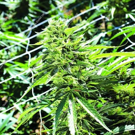 Sour Lemon OG Regular Marijuana Strain by Emerald Triangle For Sale Online at Cannabis Seeds Outlet