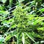 Sour Lemon OG Regular Marijuana Strain by Emerald Triangle For Sale Online at Cannabis Seeds Outlet