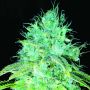 Sour Puss Reg or Female Emerald Triangle Seeds