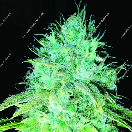 Sour Puss Regular Marijuana Strain by Emerald Triangle For Sale Online at Cannabis Seeds Outlet