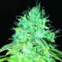 Sour Puss Regular Marijuana Strain by Emerald Triangle For Sale Online at Cannabis Seeds Outlet