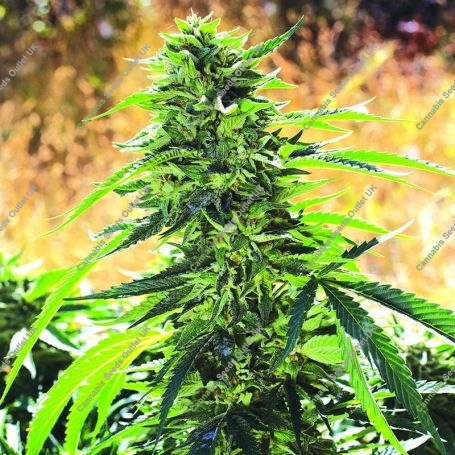 Super Sour OG Regular Marijuana Strain by Emerald Triangle For Sale Online at Cannabis Seeds Outlet