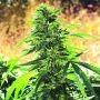 Super Sour OG Regular Marijuana Strain by Emerald Triangle For Sale Online at Cannabis Seeds Outlet
