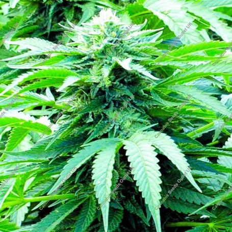Trinity Kush Regular Marijuana Strain by Emerald Triangle For Sale Online at Cannabis Seeds Outlet