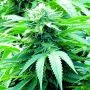 Trinity Kush Regular Marijuana Strain by Emerald Triangle For Sale Online at Cannabis Seeds Outlet