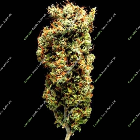 Afghani Mazar i Sherif Regular Marijuana Strain by Delta 9 Labs For Sale Online at Cannabis Seeds Outlet
