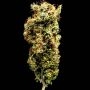 Afghani Mazar i Sherif Regular Marijuana Strain by Delta 9 Labs For Sale Online at Cannabis Seeds Outlet