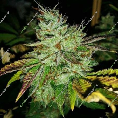 Aiea Regular Marijuana Strain by Delta 9 Labs For Sale Online at Cannabis Seeds Outlet