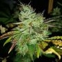 Aiea Regular Marijuana Strain by Delta 9 Labs For Sale Online at Cannabis Seeds Outlet
