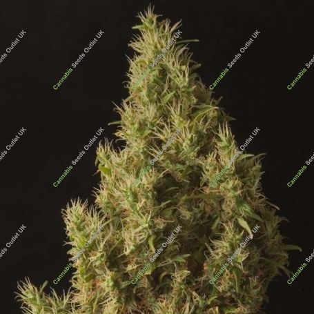 Brainstorm Haze Regular Marijuana Strain by Delta 9 Labs For Sale Online at Cannabis Seeds Outlet