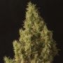 Brainstorm Haze Regular Marijuana Strain by Delta 9 Labs For Sale Online at Cannabis Seeds Outlet