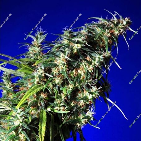 Brainstorm x G13 Regular Marijuana Strain by Delta 9 Labs For Sale Online at Cannabis Seeds Outlet