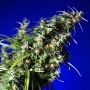 Brainstorm x G13 Regular Marijuana Strain by Delta 9 Labs For Sale Online at Cannabis Seeds Outlet