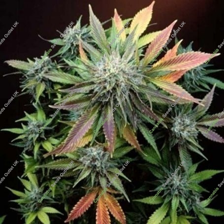 CannaSutra Regular Marijuana Strain by Delta 9 Labs For Sale Online at Cannabis Seeds Outlet