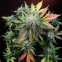 CannaSutra Regular Marijuana Strain by Delta 9 Labs For Sale Online at Cannabis Seeds Outlet