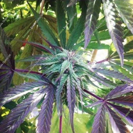 Dawg Brains Regular Marijuana Strain by Delta 9 Labs For Sale Online at Cannabis Seeds Outlet