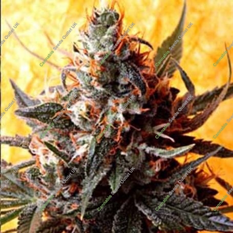 Double Kush Regular Marijuana Strain by Delta 9 Labs For Sale Online at Cannabis Seeds Outlet