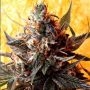Double Kush Regular Marijuana Strain by Delta 9 Labs For Sale Online at Cannabis Seeds Outlet