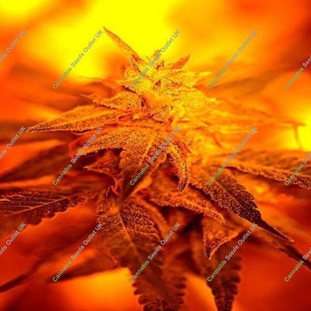 Fondue Feminized Marijuana Strain by Delta 9 Labs For Sale Online at Cannabis Seeds Outlet