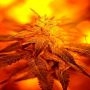 Fondue Feminized Marijuana Strain by Delta 9 Labs For Sale Online at Cannabis Seeds Outlet