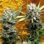 Fruit Of the Gods Regular Marijuana Strain by Delta 9 Labs For Sale Online at Cannabis Seeds Outlet
