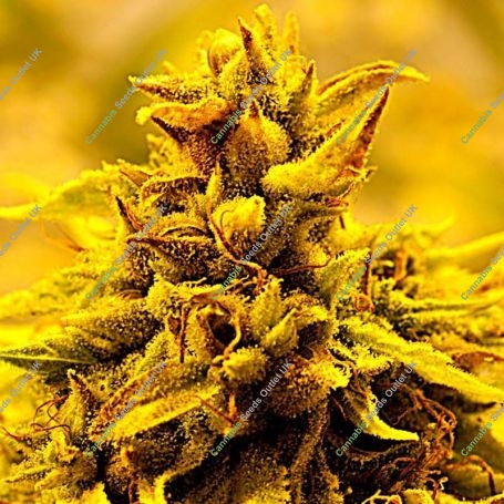 Kopasetic Kush Feminized Marijuana Strain by Delta 9 Labs For Sale Online at Cannabis Seeds Outlet