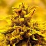 Kopasetic Kush Feminized Marijuana Strain by Delta 9 Labs For Sale Online at Cannabis Seeds Outlet