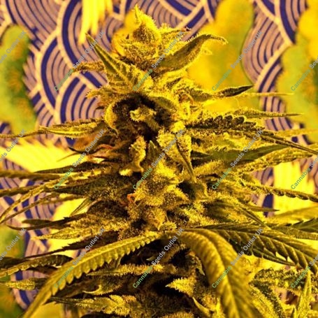 Magnum Platinum Haze Feminized Marijuana Strain by Delta 9 Labs For Sale Online at Cannabis Seeds Outlet