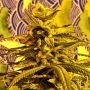 Magnum Platinum Haze Feminized Marijuana Strain by Delta 9 Labs For Sale Online at Cannabis Seeds Outlet