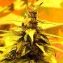 Southern Lights No.7 Feminized Marijuana Strain by Delta 9 Labs For Sale Online at Cannabis Seeds Outlet