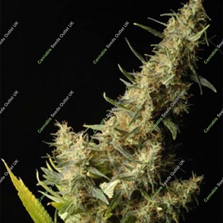 Southern Lights Regular Marijuana Strain by Delta 9 Labs For Sale Online at Cannabis Seeds Outlet