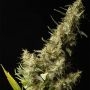 Southern Lights Regular Marijuana Strain by Delta 9 Labs For Sale Online at Cannabis Seeds Outlet