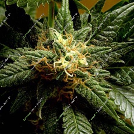 Stargazer Regular Marijuana Strain by Delta 9 Labs For Sale Online at Cannabis Seeds Outlet