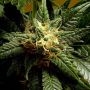 Stargazer Regular Marijuana Strain by Delta 9 Labs For Sale Online at Cannabis Seeds Outlet