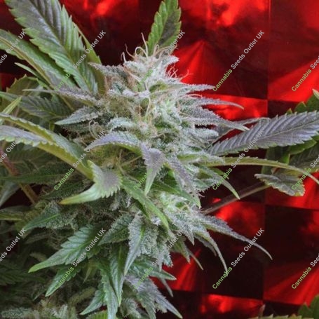Strawberry Skunk Feminized Marijuana Strain by Delta 9 Labs For Sale Online at Cannabis Seeds Outlet