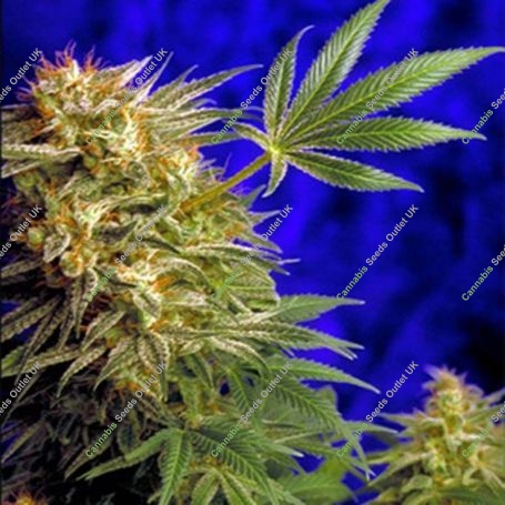 Super Star Regular Marijuana Strain by Delta 9 Labs For Sale Online at Cannabis Seeds Outlet