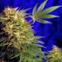 Super Star Regular Marijuana Strain by Delta 9 Labs For Sale Online at Cannabis Seeds Outlet